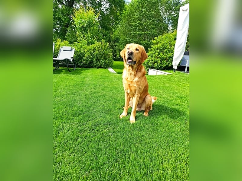 erfahrener Labrador Deckrüde gelb (Kein Verkauf)