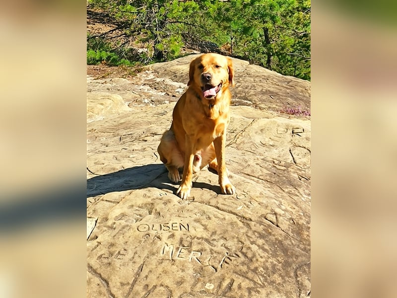 erfahrener Labrador Deckrüde gelb (Kein Verkauf)