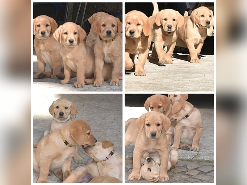 erfahrener Labrador Deckrüde gelb (Kein Verkauf)