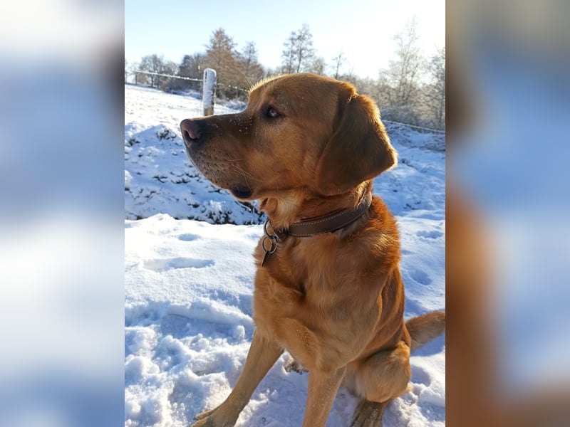 erfahrener Labrador Deckrüde gelb (Kein Verkauf)