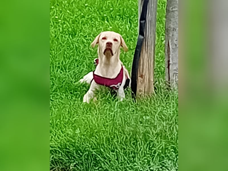 Labrabor rückrüde