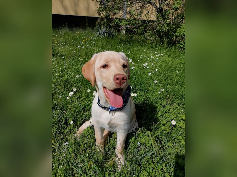 Labrabor rückrüde