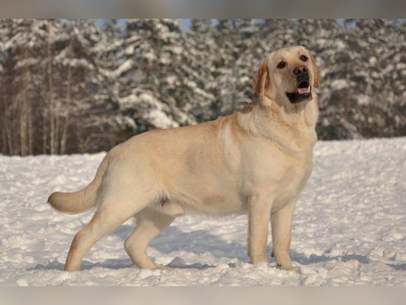 Labrador Welpen mit Ahnentafel, abzugeben ab Mitte /Ende Mai