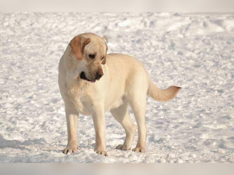 Labrador Welpen mit Ahnentafel, abzugeben ab Mitte /Ende Mai