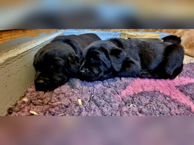 Labrador Welpen mit Ahnentafel, abzugeben ab Mitte /Ende Mai