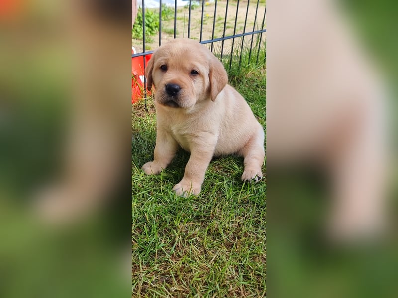 Labrador Welpen mit Ahnentafel, abzugeben ab Mitte /Ende Mai