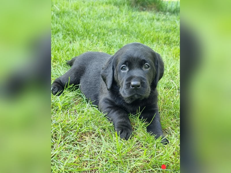 Labrador Welpen mit Ahnentafel, abzugeben ab Mitte /Ende Mai
