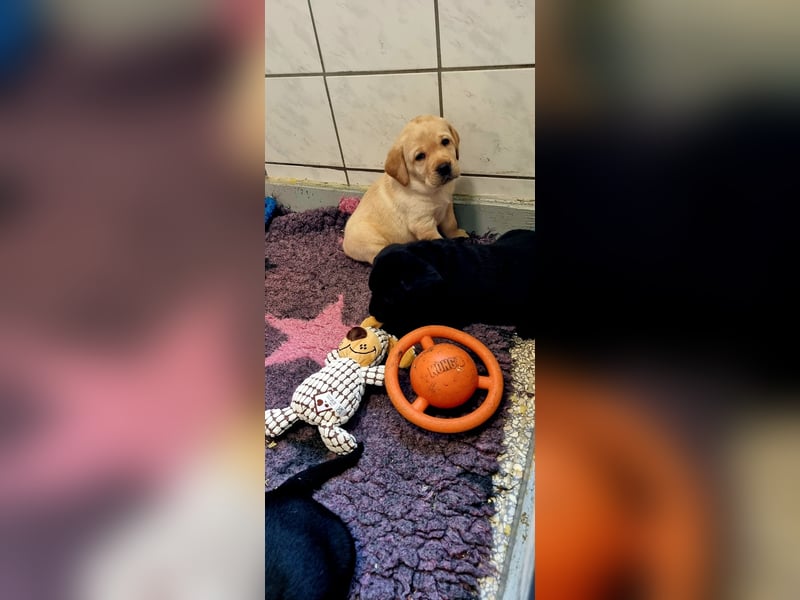 Labrador Welpen mit Ahnentafel, abzugeben ab Mitte /Ende Mai