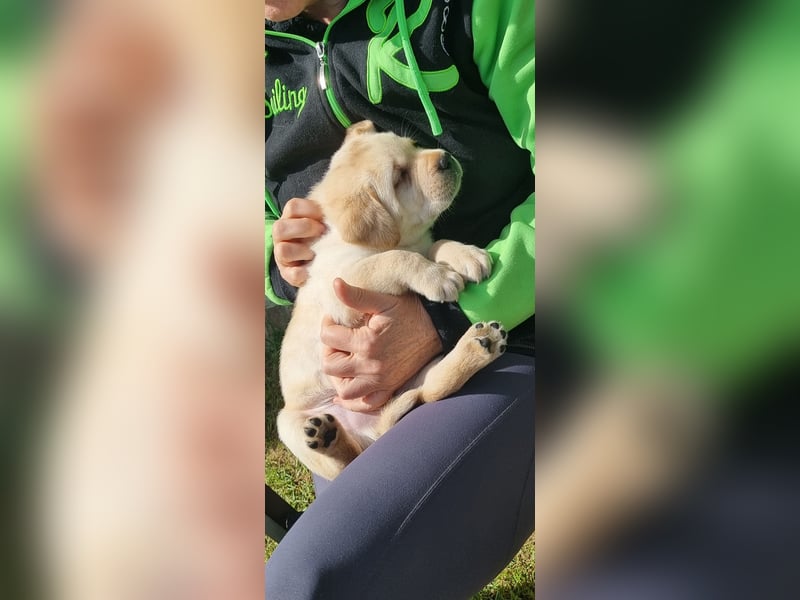 Labrador Welpen mit Ahnentafel, abzugeben ab Mitte /Ende Mai