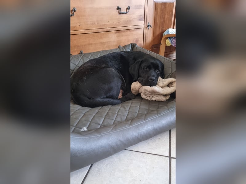 Labrador Welpen mit Ahnentafel, abzugeben ab Mitte /Ende Mai