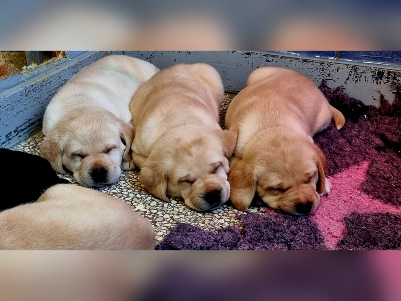 Labrador Welpen mit Ahnentafel, abzugeben ab Mitte /Ende Mai