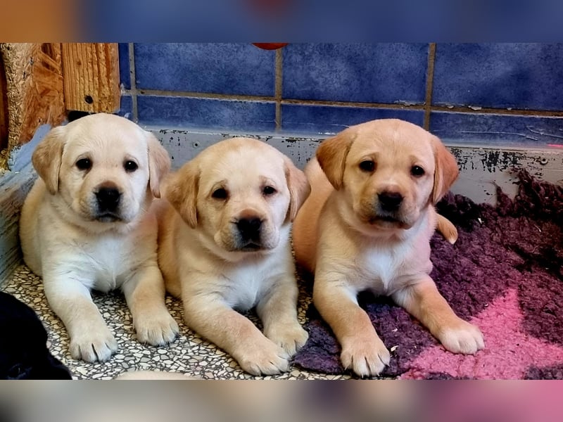 Labrador Welpen mit Ahnentafel, abzugeben ab Mitte /Ende Mai