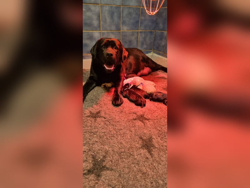 Labrador Welpen mit Ahnentafel, abzugeben ab Mitte /Ende Mai