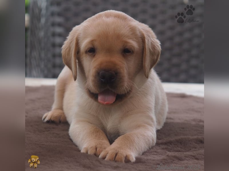 Labrador Welpen in hell gelb - die Buben