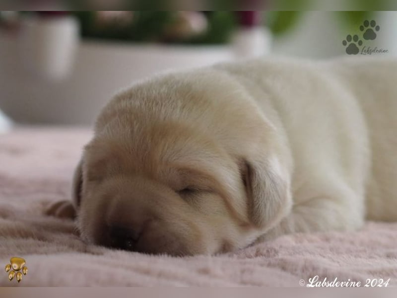 Labrador Welpen in hell gelb - die Buben