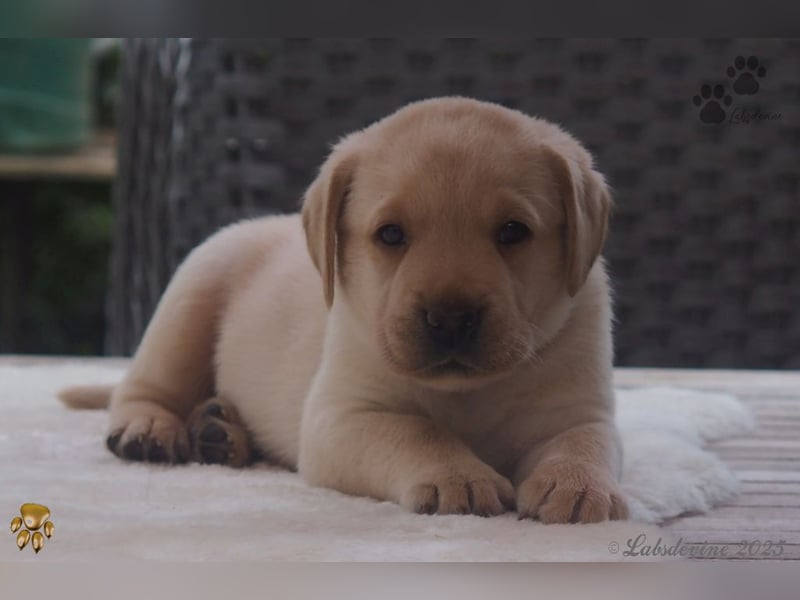 Labrador Welpen in hell gelb - die Buben