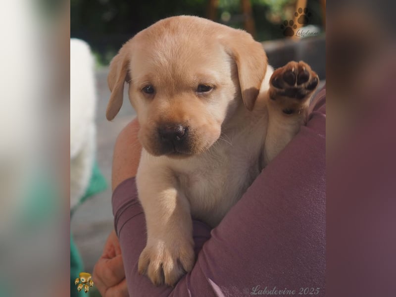 Labrador Welpen in hell gelb - die Buben