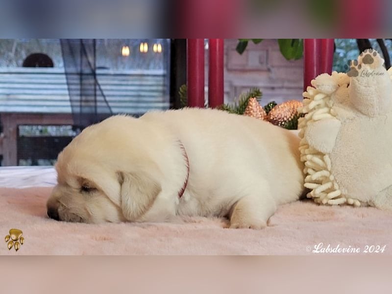 Labrador Welpen in hell gelb - die Buben - rt