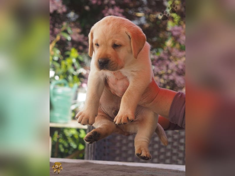 Labrador Welpen in hell gelb - die Buben