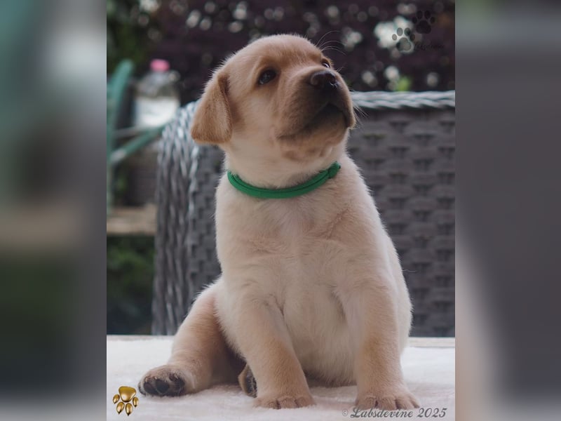 Labrador Welpen in hell gelb - die Buben