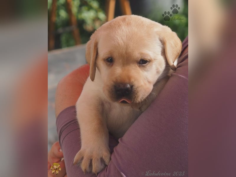 Labrador Welpen in hell gelb - die Buben