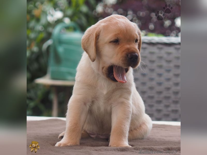 Labrador Welpen in hell gelb - die Buben