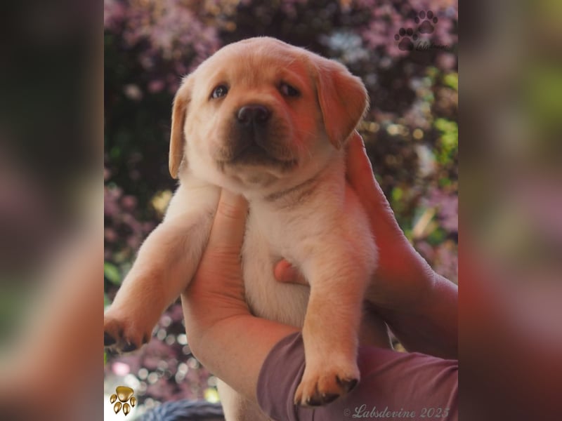 Labrador Welpen in hell gelb - die Buben