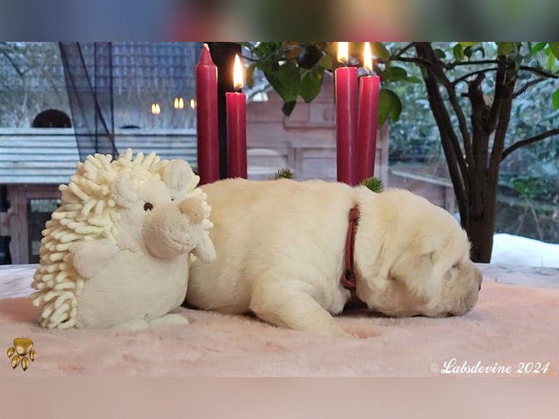 Labrador Welpen in hell gelb - die Buben - rt