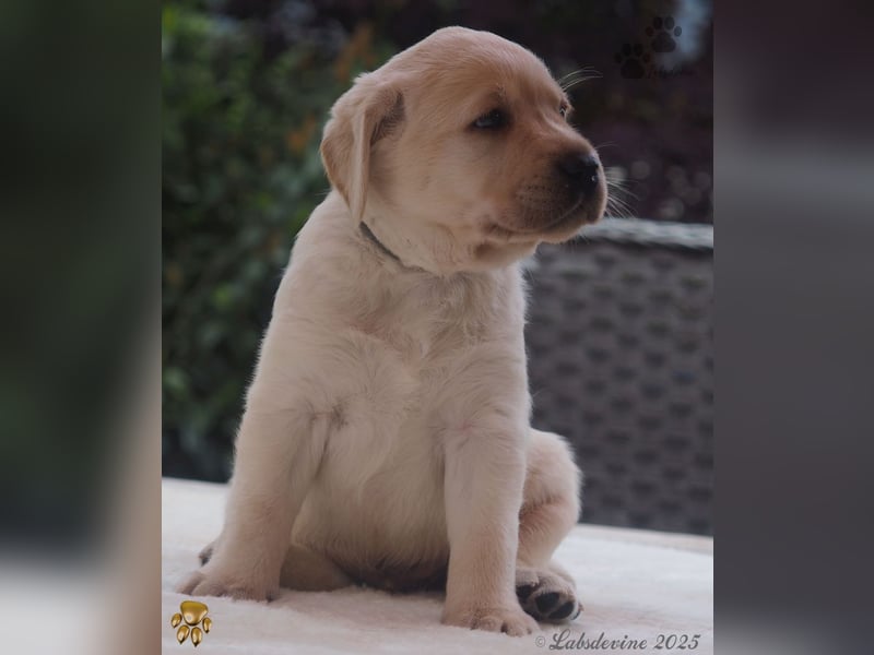 Labrador Welpen in hell gelb - die Buben