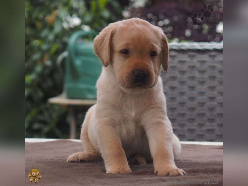 Labrador Welpen in hell gelb - die Buben