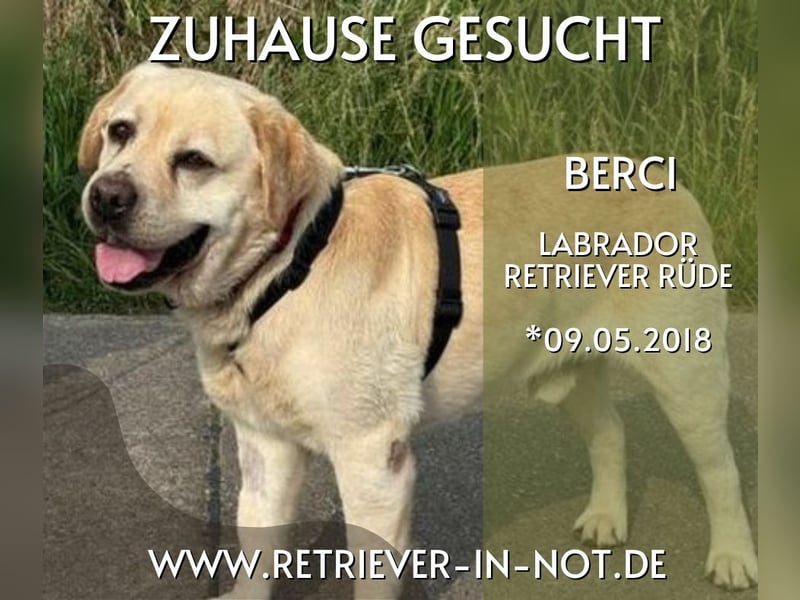 Berci – Ein lieber Schatz auf der Suche nach seinem Für-immer-Zuhause!