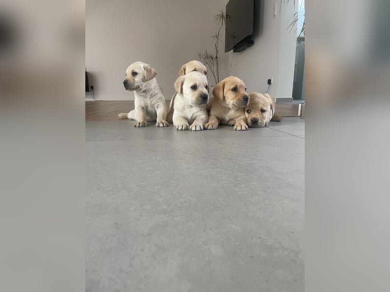 Labrador Welpen