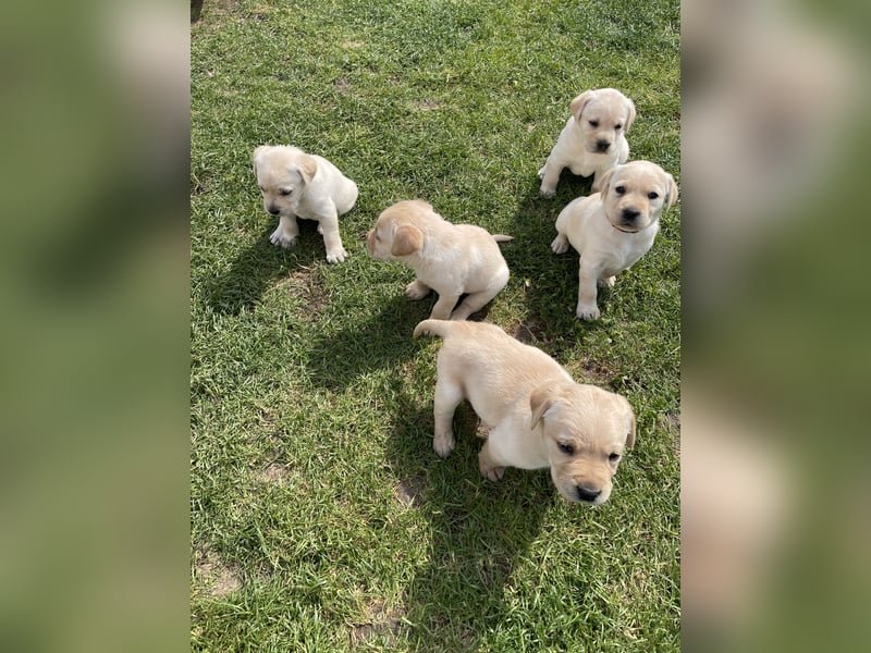 Labrador Welpen