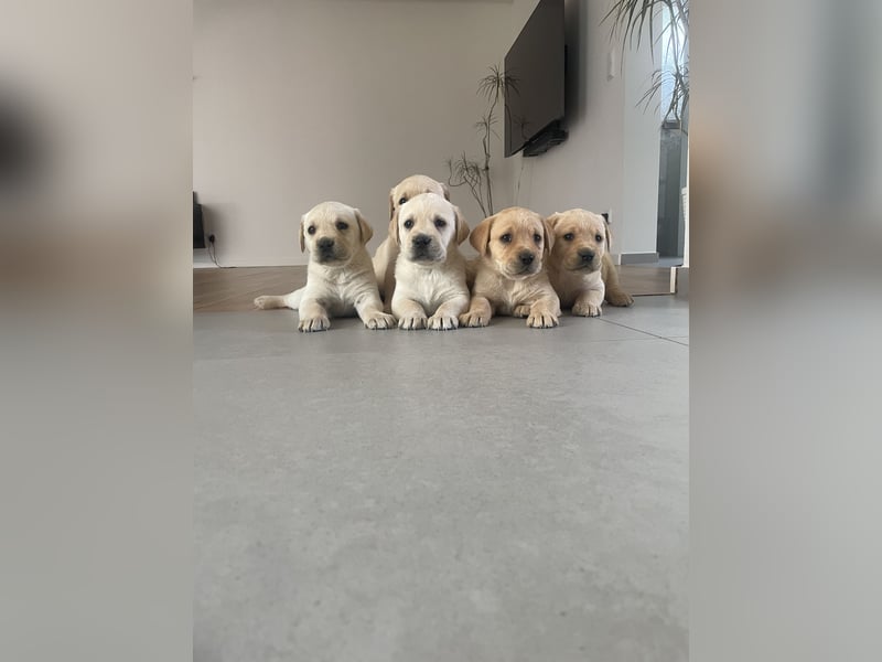 Labrador Welpen
