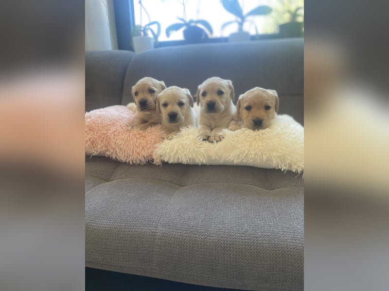 Labrador Welpen