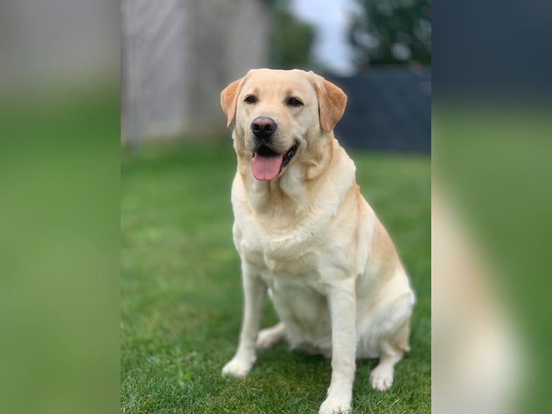 Labrador Welpen