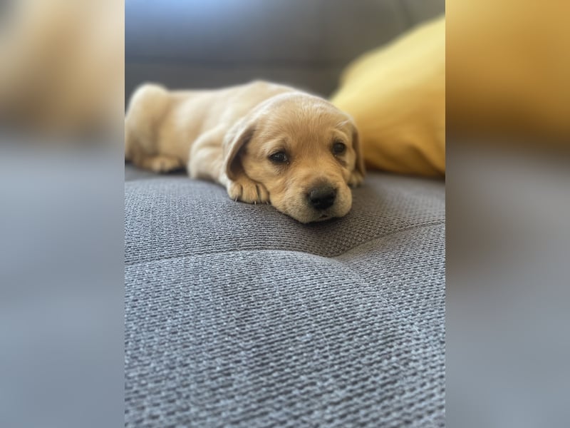 Labrador Welpen