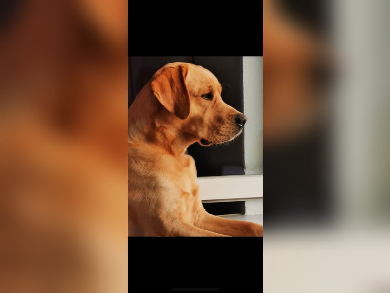 Labrador Welpen