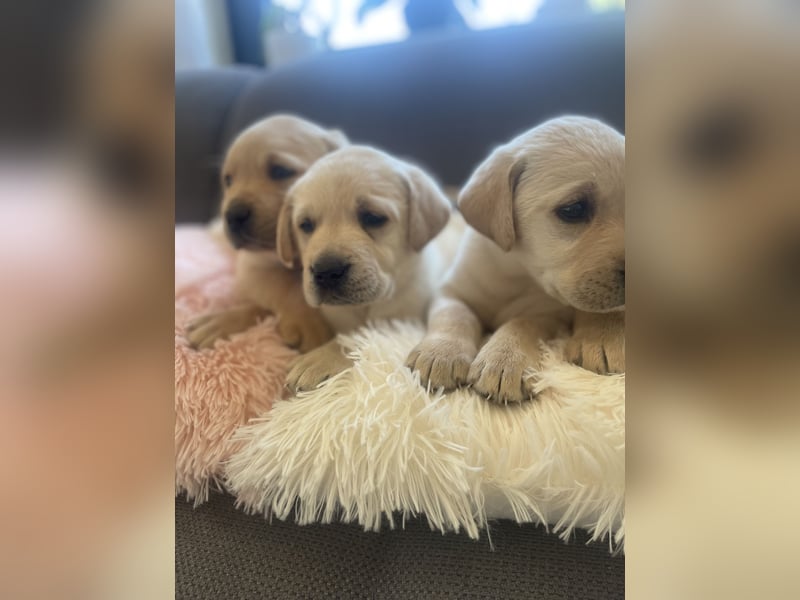 Labrador Welpen