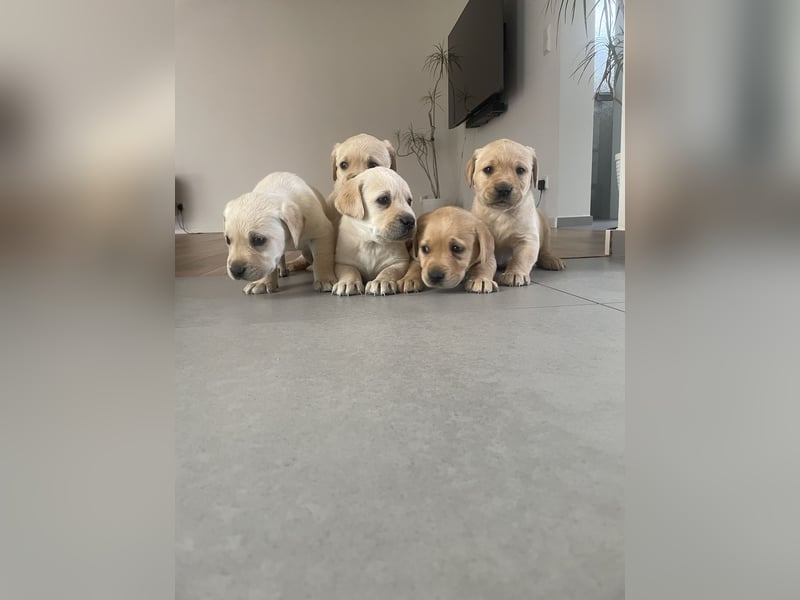 Labrador Welpen