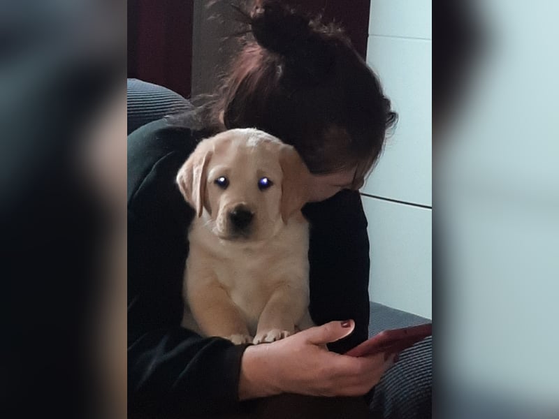Labrador Welpen weiß/gelb m. Ahnentafel u. Züchternachweis aus Familienzucht
