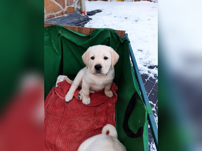 Labrador Welpen weiß/gelb m. Ahnentafel u. Züchternachweis aus Familienzucht