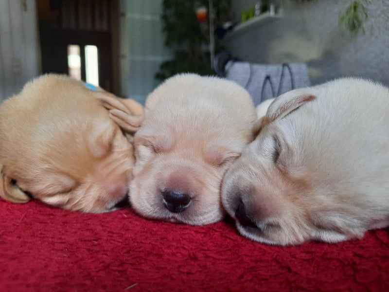 Labrador Welpen weiß/gelb m. Ahnentafel u. Züchternachweis aus Familienzucht