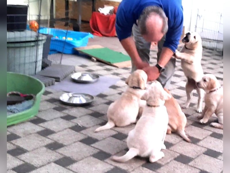 Labrador Welpen weiß/gelb m. Ahnentafel u. Züchternachweis aus Familienzucht