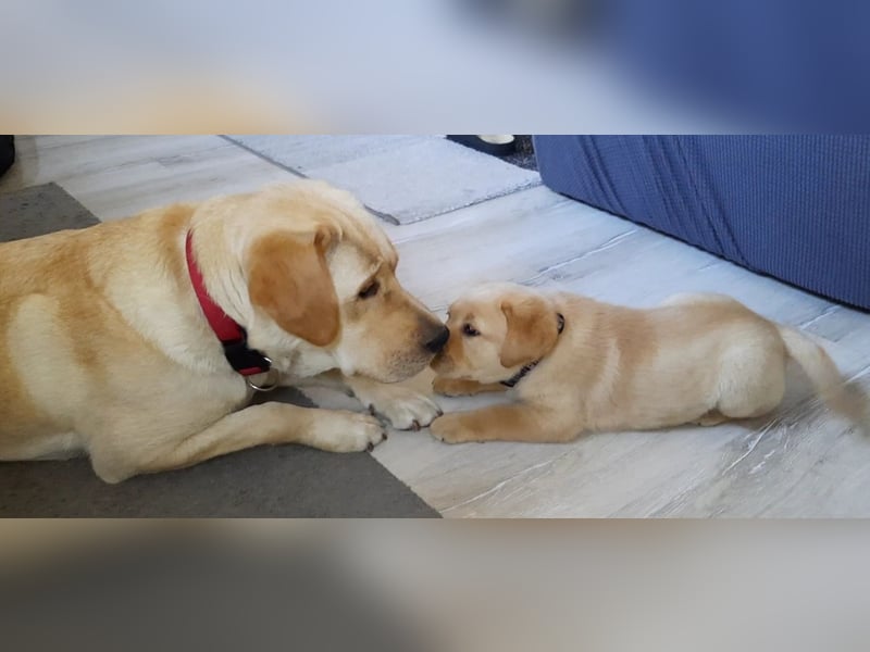 Labrador Welpen weiß/gelb m. Ahnentafel u. Züchternachweis aus Familienzucht