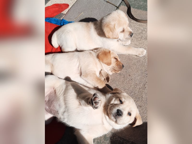 Labrador Welpen weiß/gelb m. Ahnentafel u. Züchternachweis aus Familienzucht