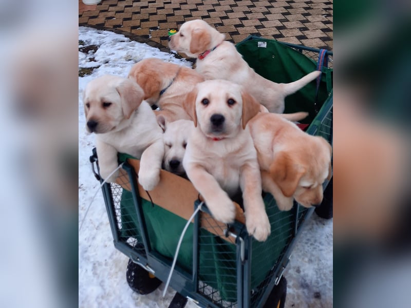 Labrador Welpen weiß/gelb m. Ahnentafel u. Züchternachweis aus Familienzucht