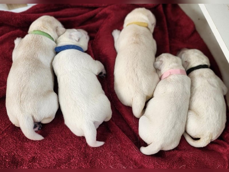 Labrador Welpen weiß/gelb m. Ahnentafel u. Züchternachweis aus Familienzucht