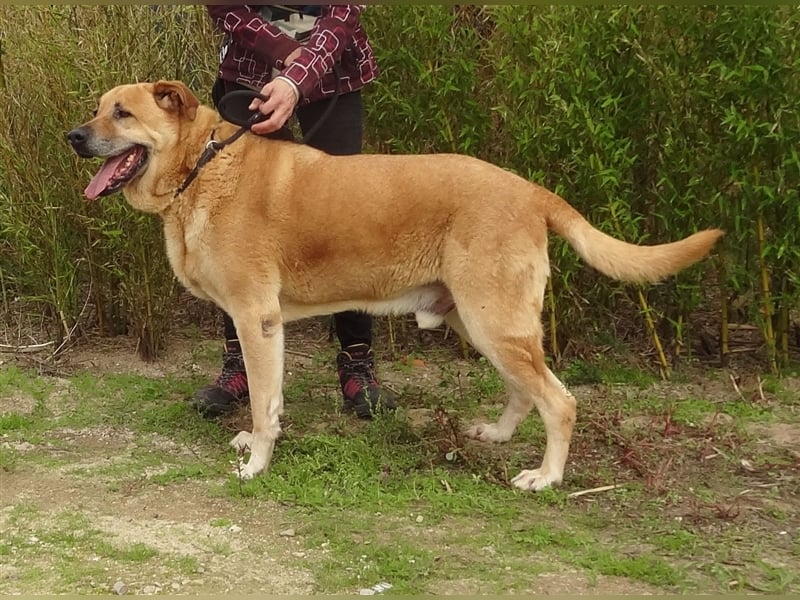 Lord, Mix Labrador / Rafeiro Alentejano, lieb und verträglich