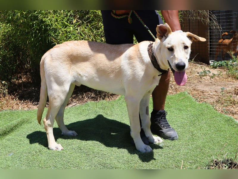 Dusty, Labrador-Mix, lieb und sozial